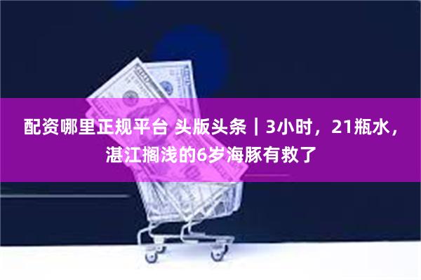 配资哪里正规平台 头版头条｜3小时，21瓶水，湛江搁浅的6岁海豚有救了